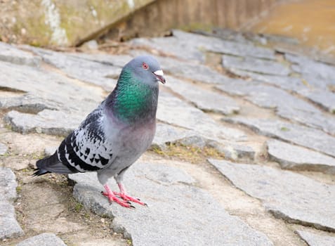  Closeup image of pigeon standing on the stone ground.