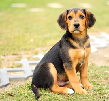 Portrait image of small black beagle at garden.