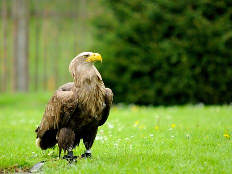 Golden Eagle (Aquila chrysaetos) jailed in ZOO.