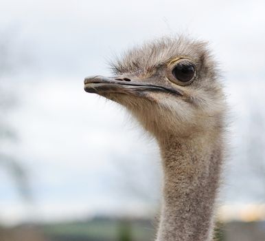 Funny portrait of wild ostrich looking around yourself.