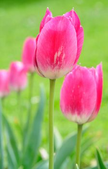 Macro shoot of pink tulips in the garden.