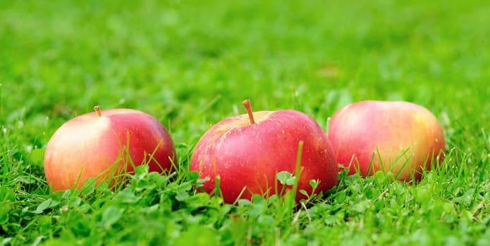 Red apples put down to the grass.