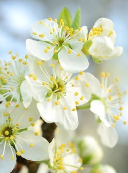 Closeup shoot of white cherry blossom at spring time.