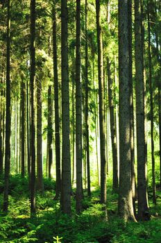 Forest with sun and rays of light.