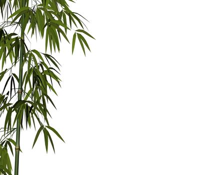 Bamboo isolated in white background - 3D render
