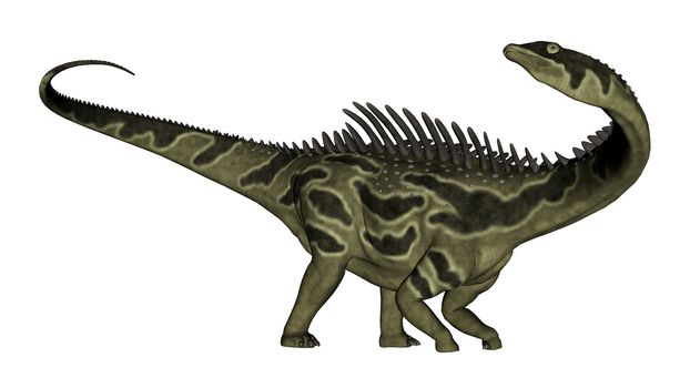 Agustinia dinosaur turning head aside isolated in white background - 3D render