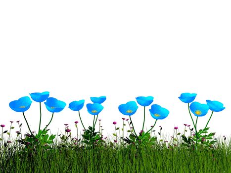 Blue poppies isolated in white background - 3D render