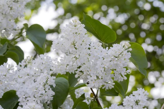 beautiful lilac with white flowers in spring, close-up, outdoors