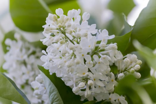 beautiful lilac with white flowers in spring, close-up, outdoors