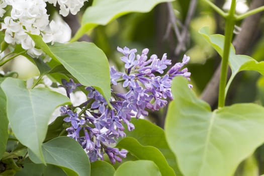 beautiful lilac with purple flowers in spring close-up outdoors