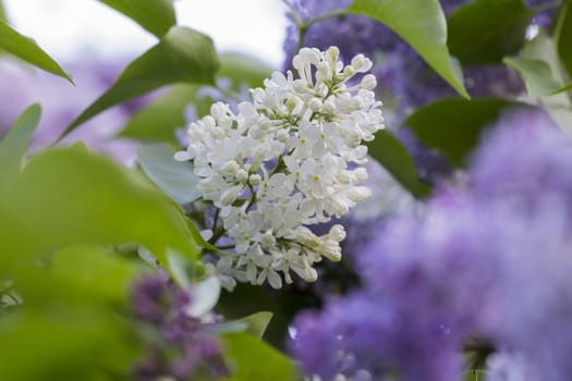 beautiful lilac with white flowers in spring, close-up, outdoors