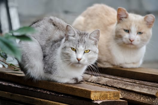 Two stray cats sit on the boards, and look forward to when they will feed