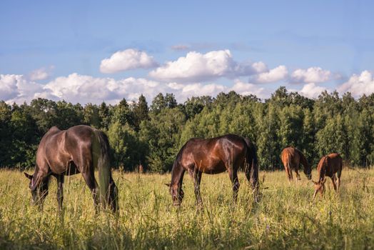 group of chestnut horses graze in a paddock