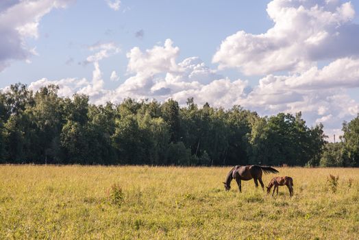 couple of chestnut horses graze in a paddock