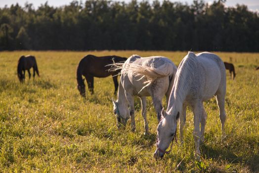 group of chestnut and white horses graze in a paddock