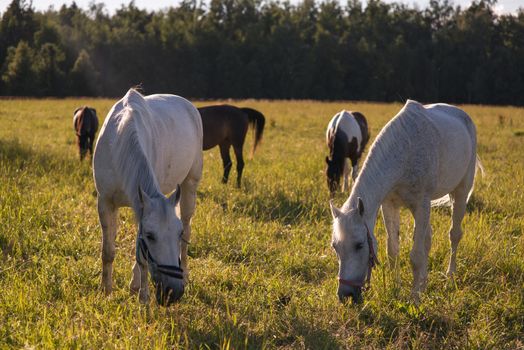 group of chestnut and white horses graze in a paddock