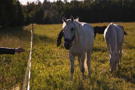 girl feeding couple of white horses graze in a paddock