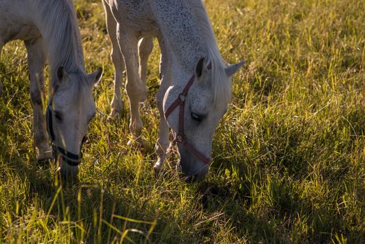 couple of white horses graze in a paddock