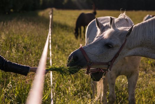 girl feeding couple of white horses graze in a paddock