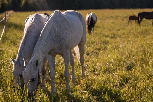 couple of white horses graze in a paddock