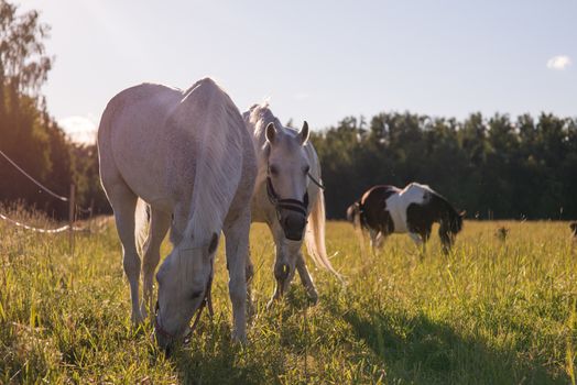 couple of white horses graze in a paddock