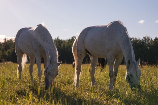 couple of white horses graze in a paddock