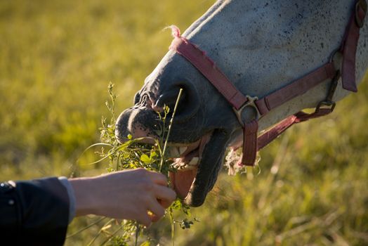 girl feeding couple of white horses graze in a paddock. Closeup.