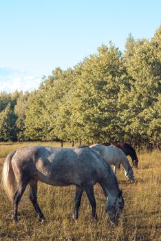 group of chestnut and white horses in a raw graze in a paddock