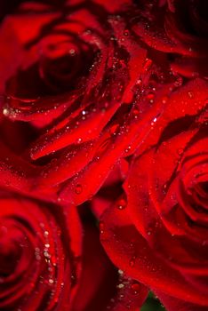 Macro photo of a rose with water droplets. Spring theme.