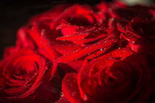 Macro photo of a rose with water droplets. Spring theme.