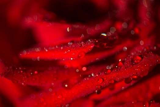 Macro photo of a rose with water droplets. Spring theme.