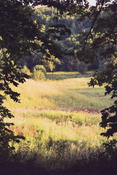 The canopy of tall trees framing a summer sunny meadow, with the sun shining through.