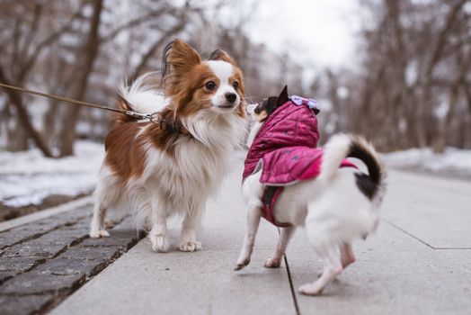 two funny dogs sniffs each other.