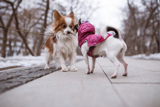 two funny dogs sniffs each other.