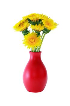 Bunch of yellow dandelions in nice red vase on white background