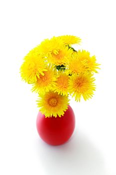 Bunch of yellow dandelions in nice red vase on white background
