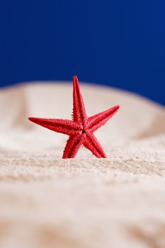 One red starfish standing on sand against blue background