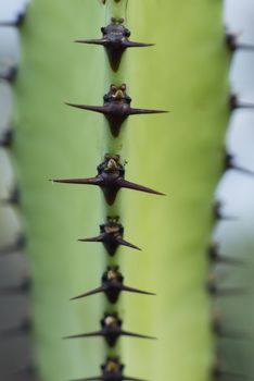 Deail of Brown thorns of desertic succulent plant