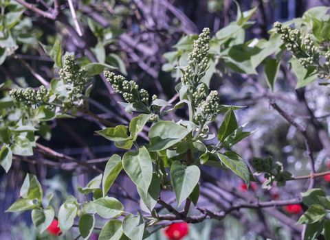 Lilac is preparing to bloom in May, beautiful flowers