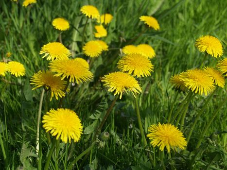 Spring beautiful bloom bright yellow dandelions on green grass