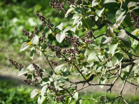 Lilac is preparing to bloom in May, beautiful flowers