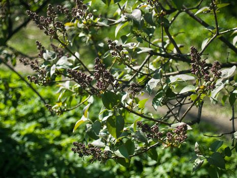 Lilac is preparing to bloom in May, beautiful flowers
