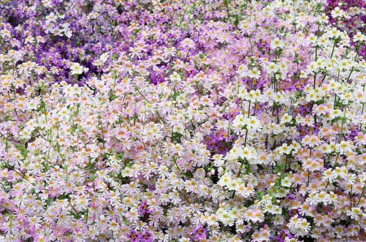 Large number of poor man's orchids of purple and white