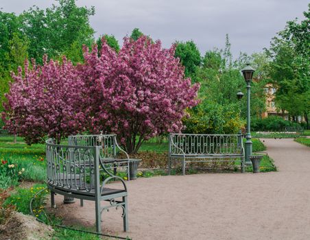 Blooming apple tree in a park in the Polish city of St. Petersburg in the spring in May