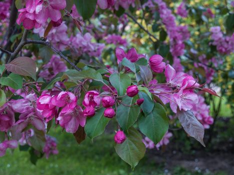 Blooming apple tree in a park in the Polish city of St. Petersburg in the spring in May