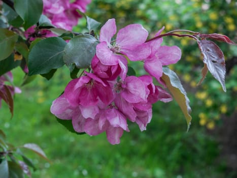 Blooming apple tree in a park in the Polish city of St. Petersburg in the spring in May