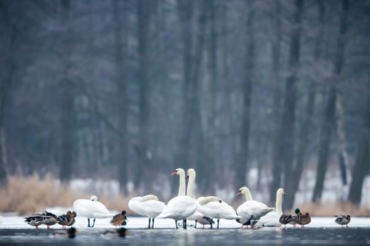 swans on blue lake water in sunny day, swans on pond, nature series