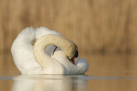 swan on blue lake in sunny day, swans on pond, nature series