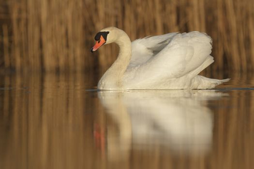 swan on blue lake in sunny day, swans on pond, nature series