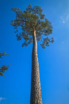 old big tree on color background with blue sky, nature series